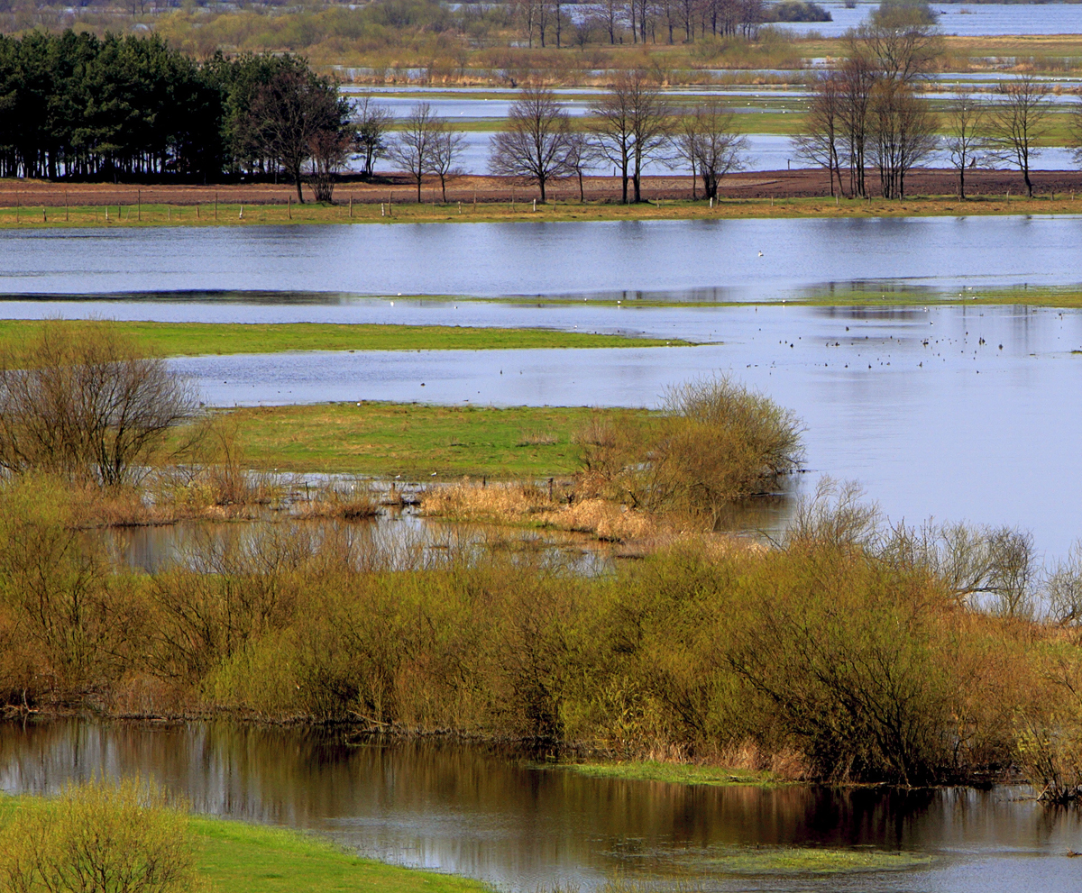 Surface water modelling of Blauwhuisbeek